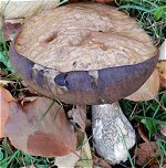 Leccinum scabrum  MykoGolfer