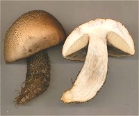 Leccinum scabrum MykoGolfer