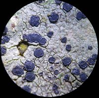 Lecidella elaeochroma MykoGolfer