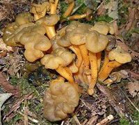 Leotia lubrica (Jelly Baby) © MykoGolfer