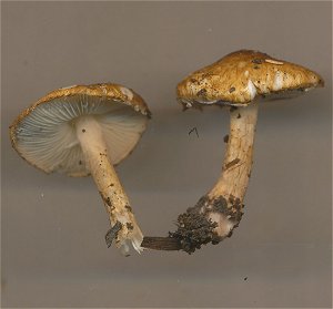 Lepiota boudieri MykoGolfer