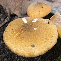 Lepiota boudieri MykoGolfer