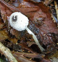 Lepiota brebissonii MykoGolfer