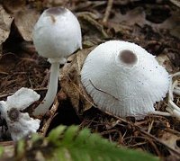 Lepiota brebissonii  MykoGolfer