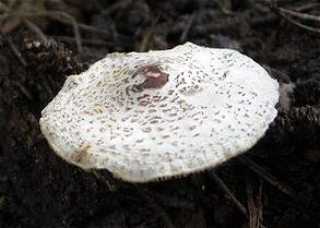 Lepiota felina  MykoGolfer