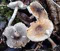 Lepiota grangei MykoGolfer