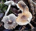 Lepiota grangei  MykoGolfer