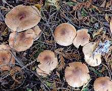 Lepiota ochraceofulva at Springwood MykoGolfer
