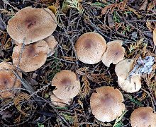 Lepiota ochraceofulva at Springwood  MykoGolfer