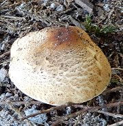 Lepiota ochraceofulva  MykoGolfer