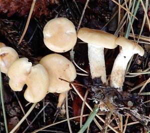 Lepista flaccida MykoGolfer