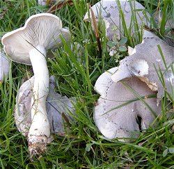 Lepista panaeola MykoGolfer