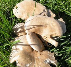 Lepista panaeola   MykoGolfer