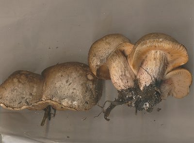 Lepista saeva MykoGolfer