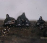 Leptosphaeria acuta MykoGolfer