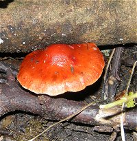 Leratiomyces ceres  MykoGolfer