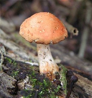 Leratiomyces ceres MykoGolfer