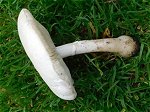 Leucoagaricus leucothites  MykoGolfer