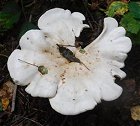 Leucopaxillus giganteus  MykoGolfer