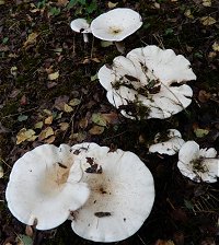 Leucopaxillus giganteus MykoGolfer