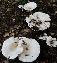 Leucopaxillus giganteus  MykoGolfer