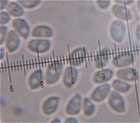 Leucopaxillus giganteus spores MykoGolfer