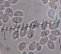 Leucopaxillus giganteus spores  MykoGolfer