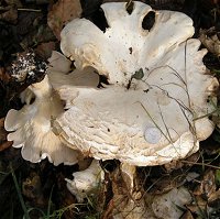 Leucopaxillus giganteus © MykoGolfer