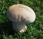 Lycoperdon excipuliformis MykoGolfer