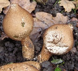 Lycoperdon pyriforme MykoGolfer