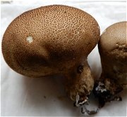 Lycoperdon umbrinum?  MykoGolfer