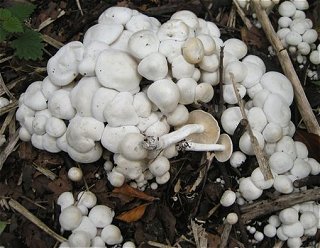 Lyophyllum connatum © MykoGolfer