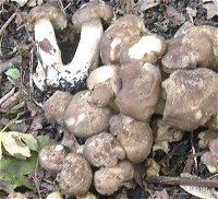 Lyophyllum decastes MykoGolfer