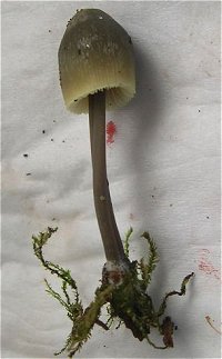 Macrocystidia cucuminis MykoGolfer