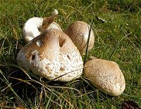 Macrolepiota excoriata © MykoGolfer