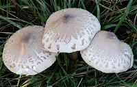 Macrolepiota mastoidea  MykoGolfer