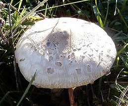 Macrolepiota mastoidea MykoGolfer