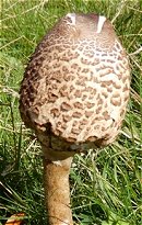 Macrolepiota procera  MykoGolfer