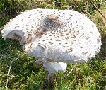 Macrolepiota procera  MykoGolfer