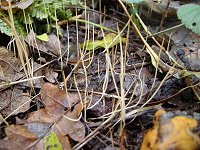 Macrotyphula juncea © MykoGolfer