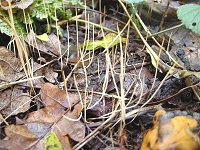 Macrotyphula juncea © MykoGolfer