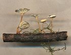 Marasmiellus vaillantii MykoGolfer