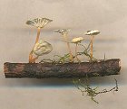 Marasmiellus vaillantii MykoGolfer