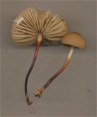 Marasmius cohaerens © MykoGolfer
