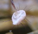 Marasmius hudsonii MykoGolfer