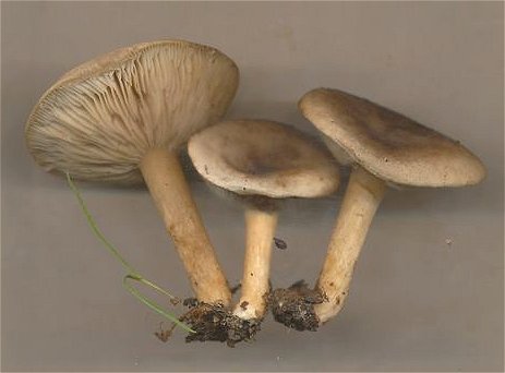 Melanoleuca brevipes MykoGolfer