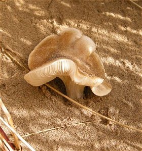 Melanoleuca cinereifolia  MykoGolfer