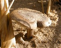Melanoleuca cinereifolia © MykoGolfer