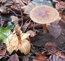 Melanoleuca cognata MykoGolfer