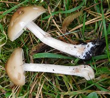 Melanoleuca cognata MykoGolfer